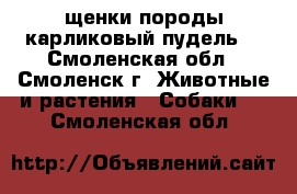 щенки породы карликовый пудель. - Смоленская обл., Смоленск г. Животные и растения » Собаки   . Смоленская обл.
